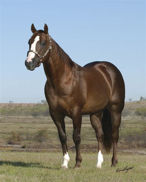royal fletch stallion.